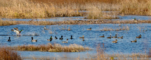 Duck Abundance Depends On Impoundment Traits thumb