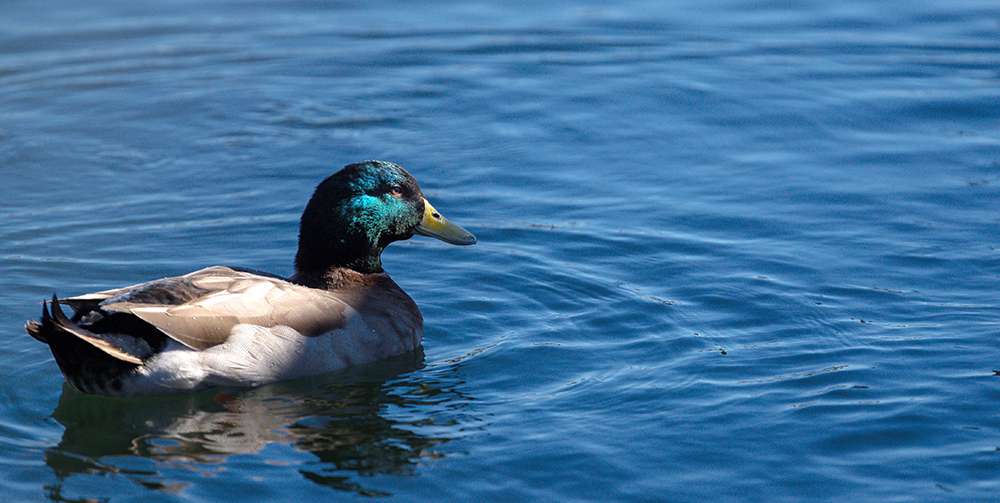 duck on water