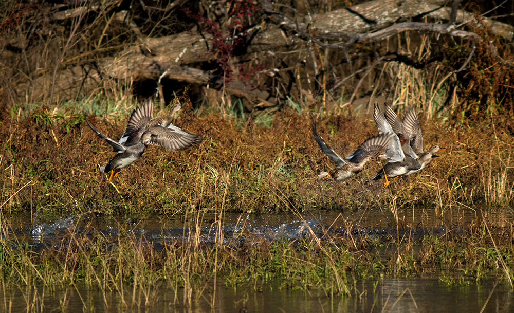 ducks and vegetation