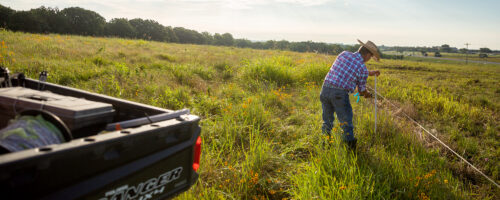 Electric Fence Training: Best ways to teach cattle, sheep and goats how to respect a hot wire thumb