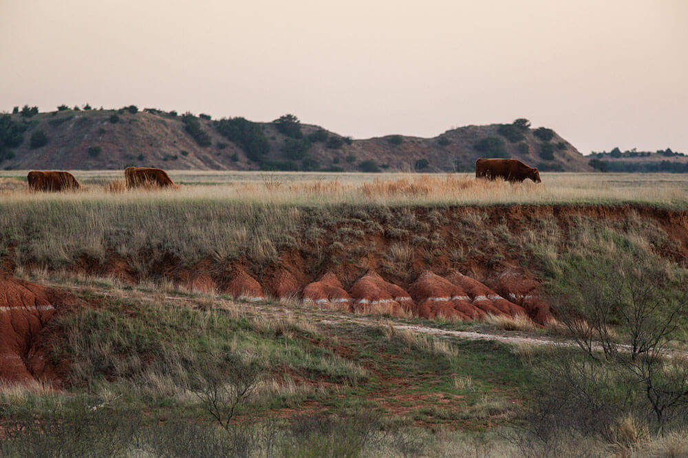 A pasture with cattle grazing. The pasture has a plateau with a steep drop off where there is obvious erosion.