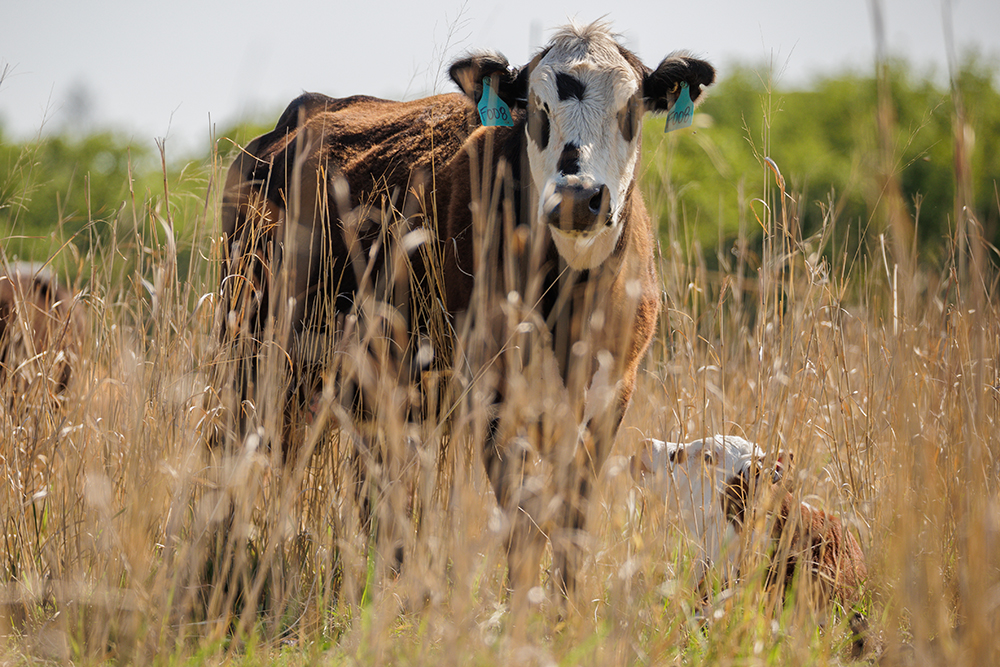 cow and calf in field