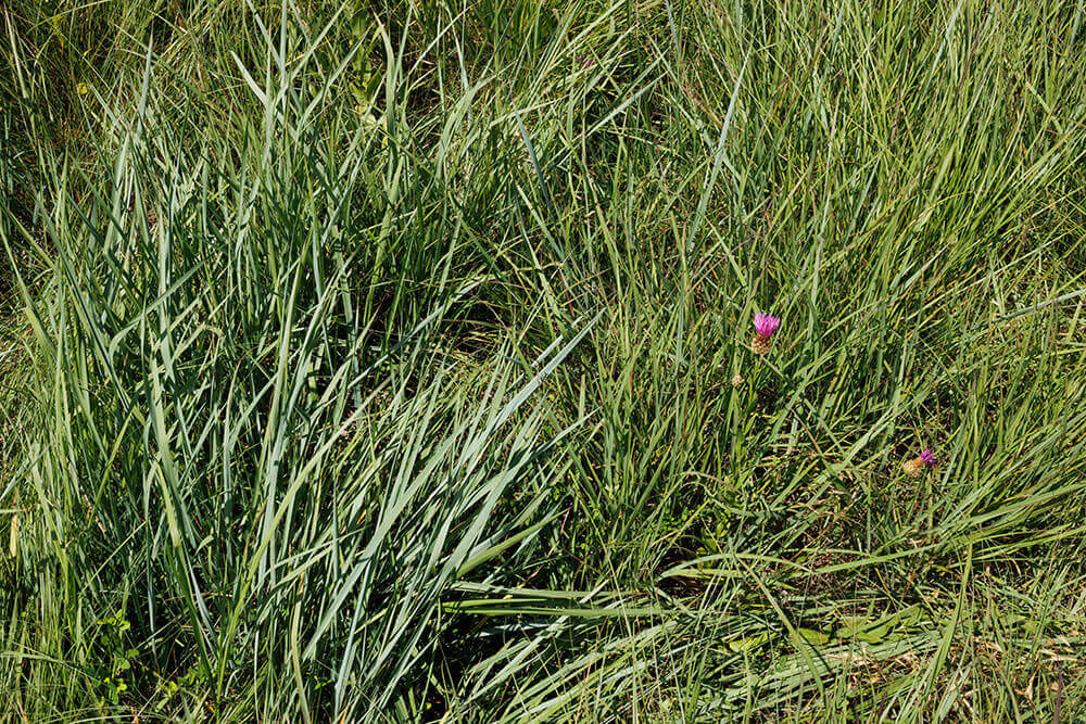 Good ground cover