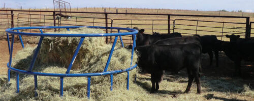 Hay Feeder Design Can Reduce Hay Waste and Cost thumb