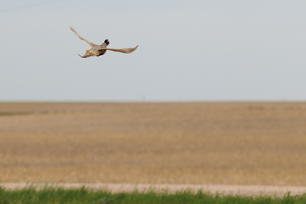 flying pheasant