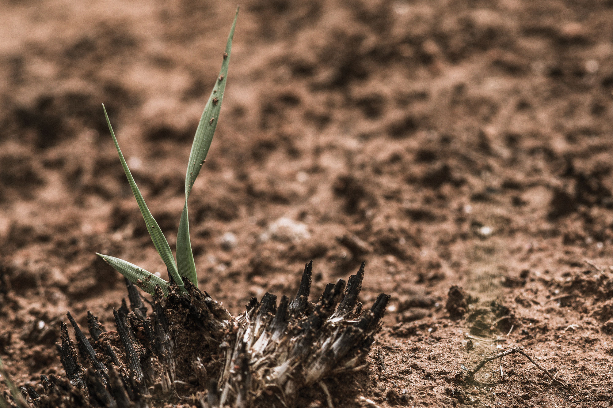 Plant life emerges from the scorched ground.