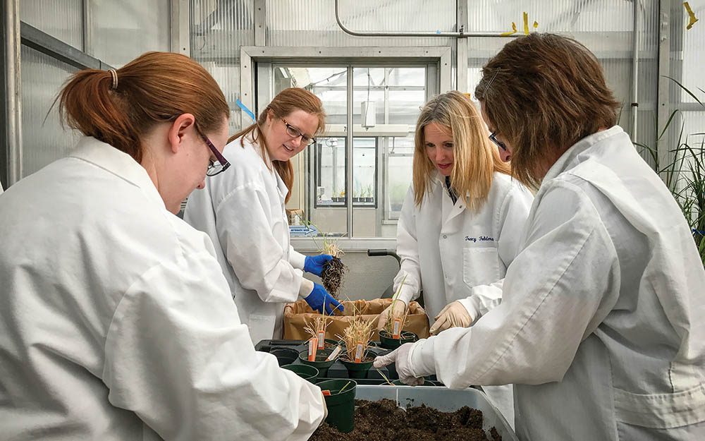 Repotting switchgrass plants