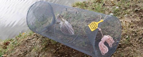 Funnel Trap Fish Survey thumb