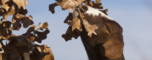 Using Goats for Vegetation Management thumb