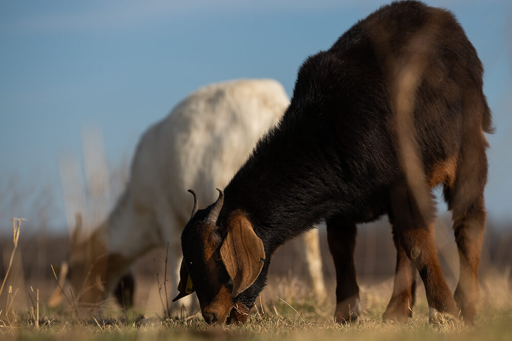 Two goats grazing