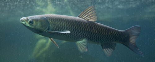 Controlling Aquatic Vegetation with Grass Carp thumb