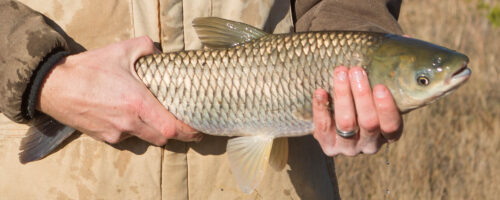 Grass Carp Is an Option to Control Aquatic Plants thumb