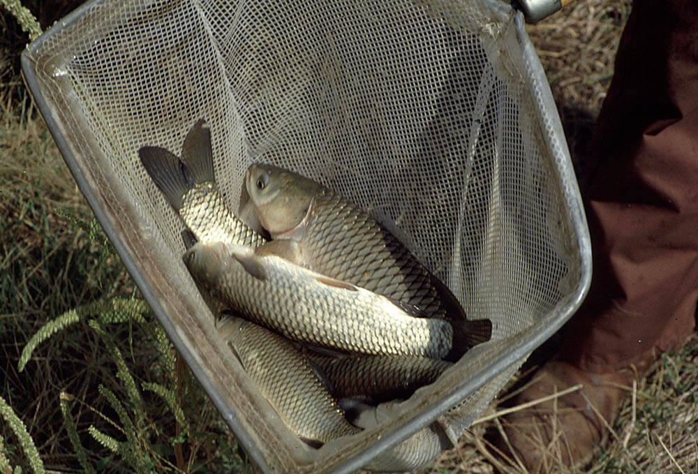 Grass carp