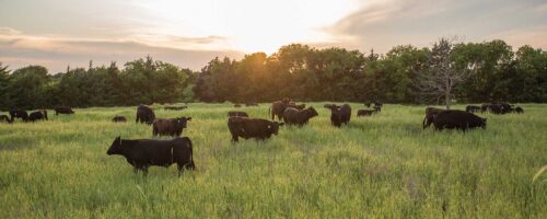 Grazing management benefits cattle and deer thumb