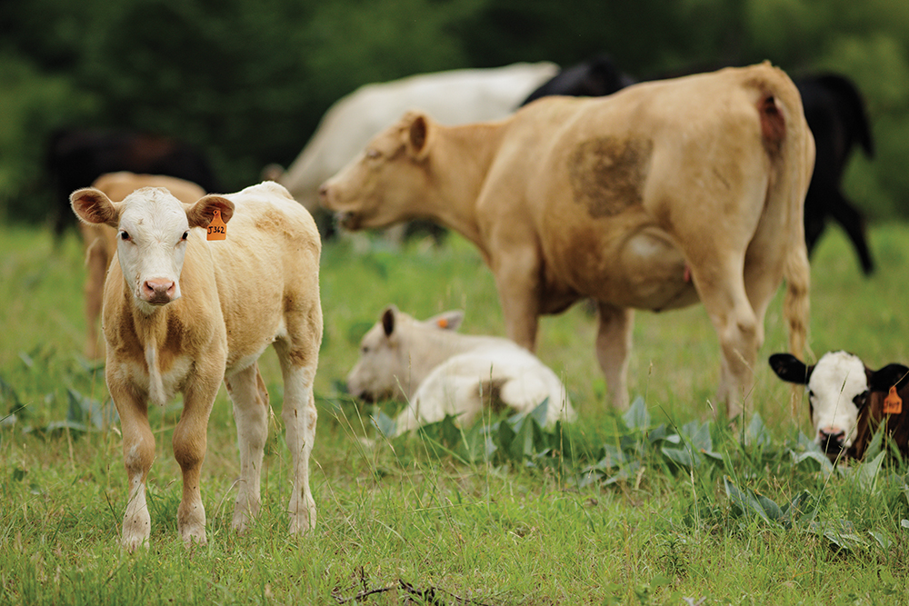 cattle graze