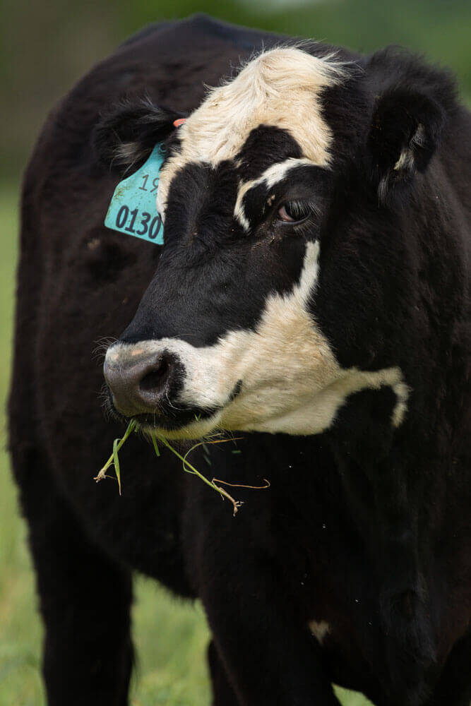 Calf grazing