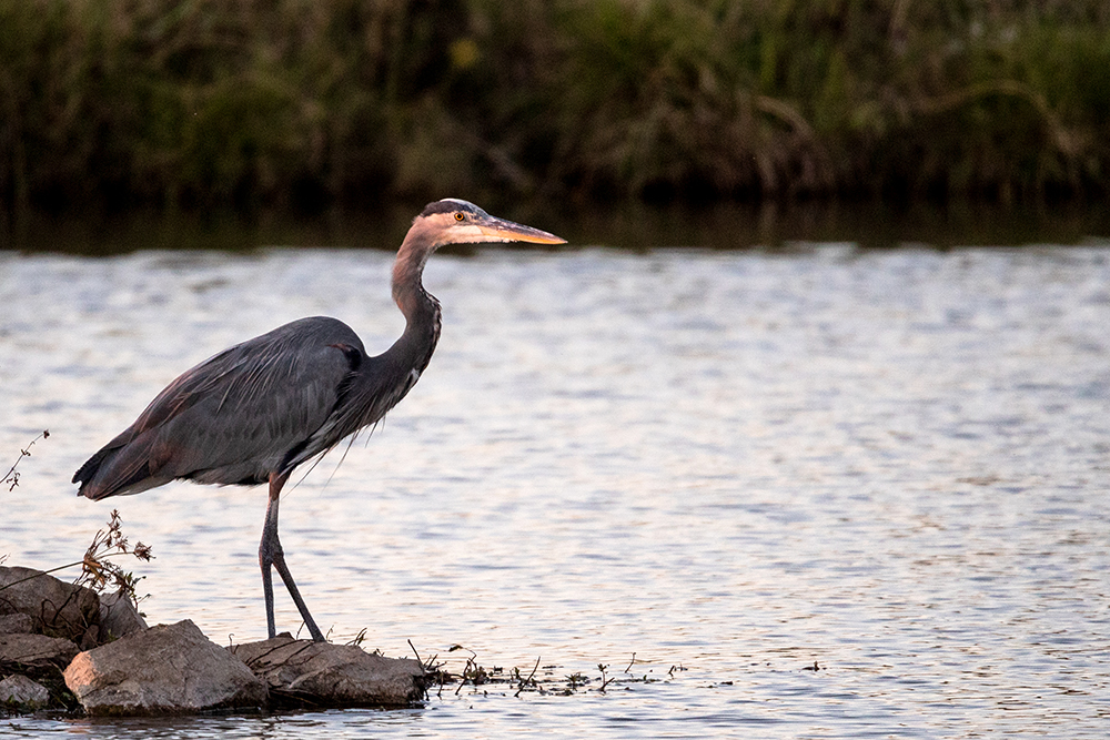 great blue heron