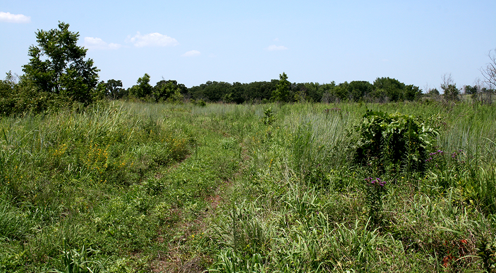 green field with diverse species