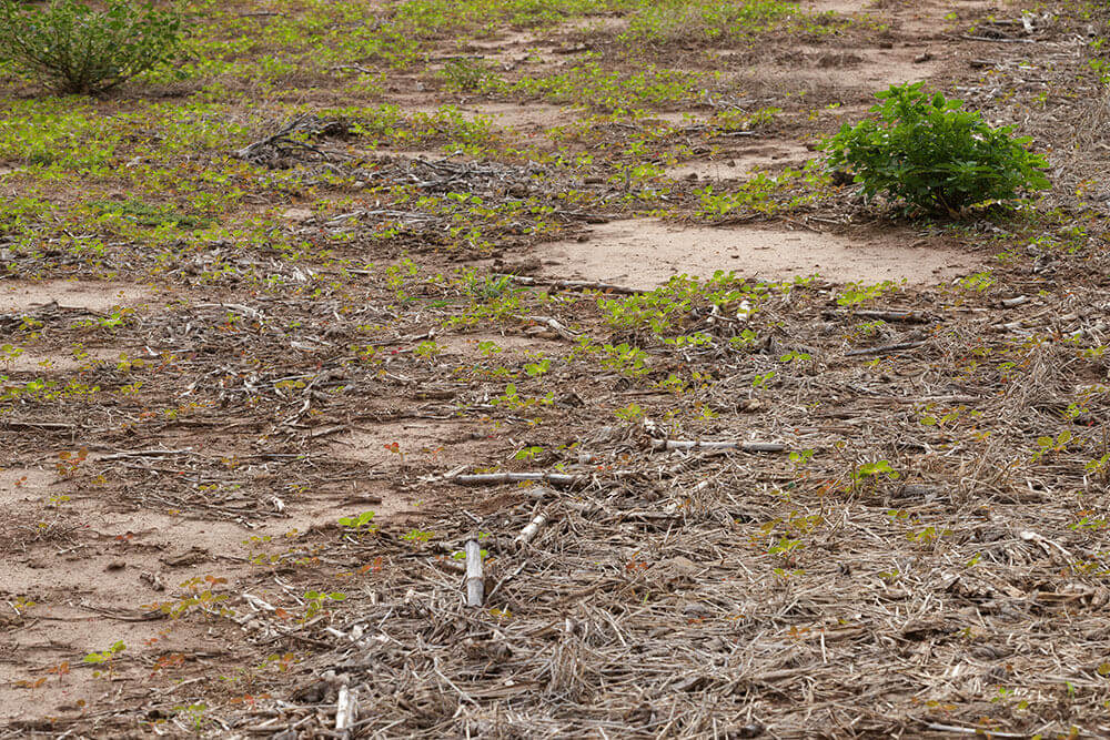 Ground cover from past cover crops, compared to an area of bare soil that is slowly being overtaken by the invasive species.