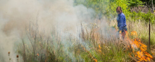 Growing-Season Burns Improve Winter Forage Quality thumb