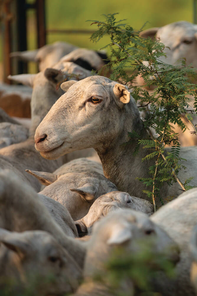 Hair sheep