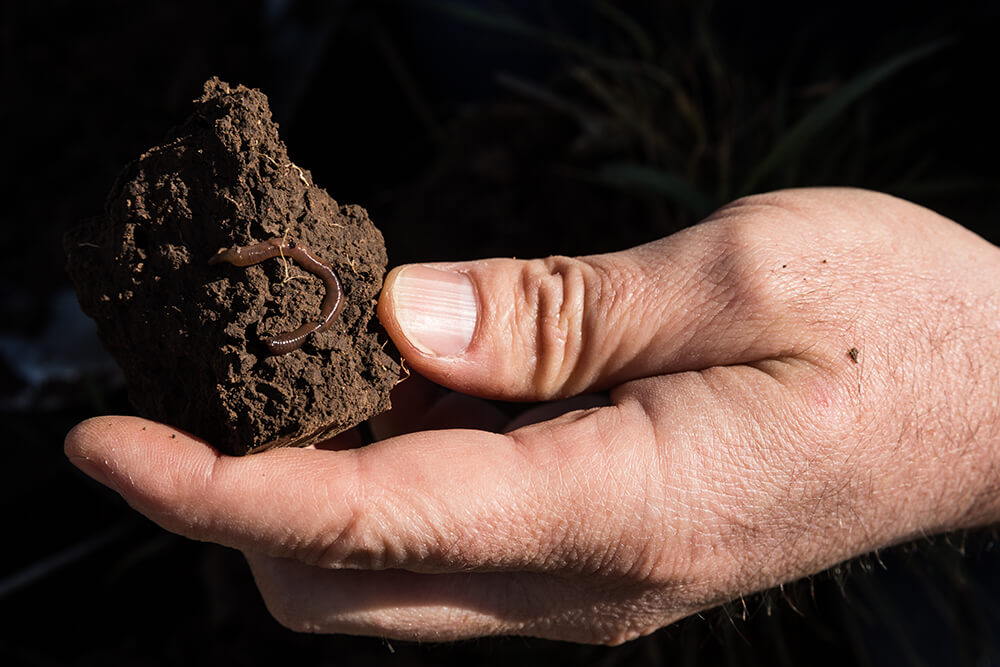 Hand holding a clump of soil with earthworms.