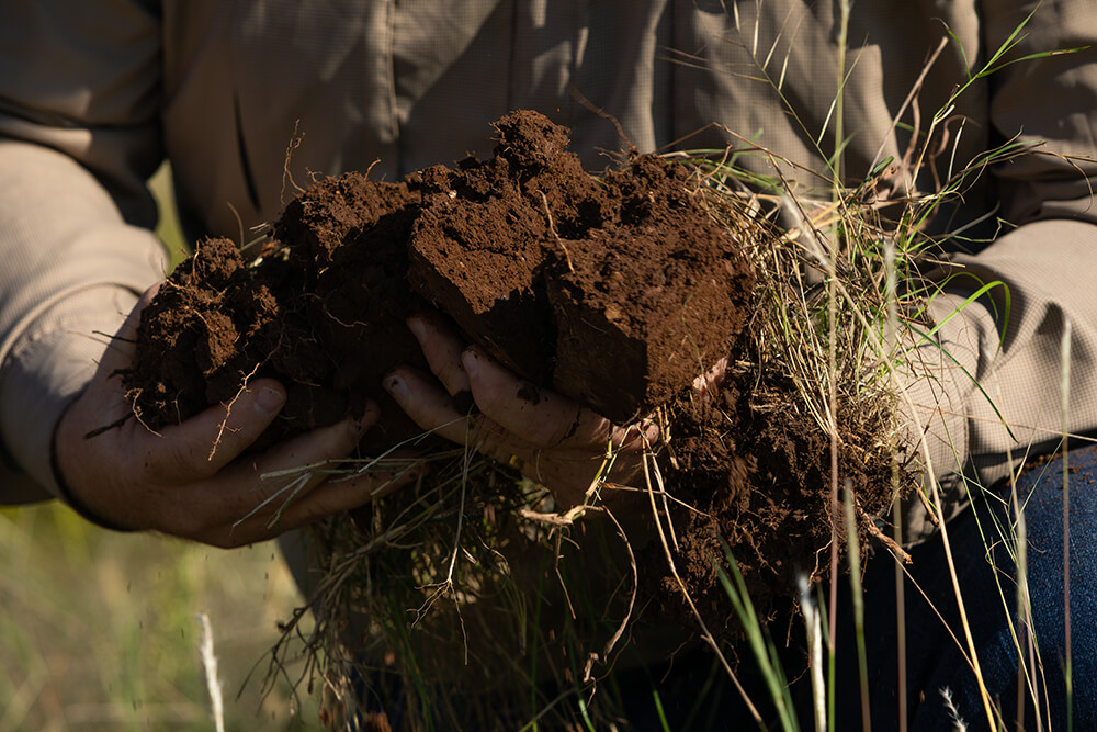 hands holding soil