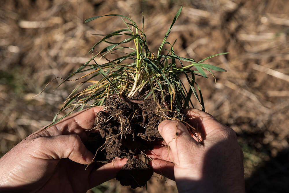 Hands holding a soil sample containing grass with roots and earthworms.