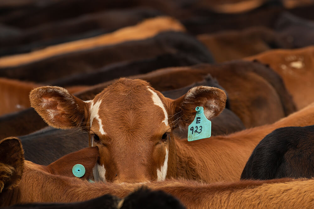 Herd of Beefmaster cattle