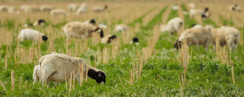 Here’s What Cover Crops You Should Plant This Spring thumb