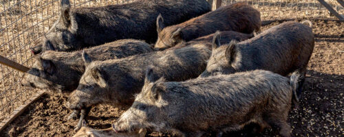 Four ways feral hogs cost farmers and ranchers thumb