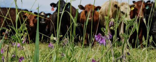 How to extend grazing days with fall cover crops thumb