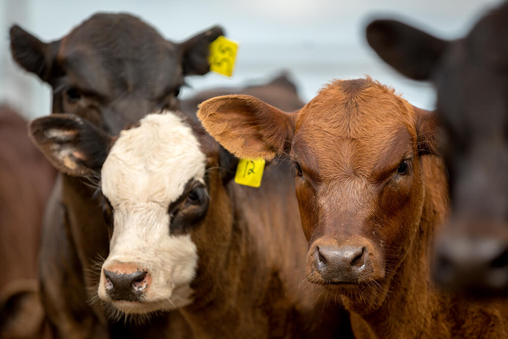 Baldy, Hereford, Angus and Beefmaster calves