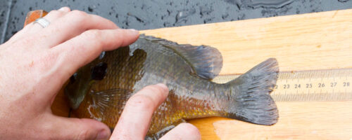 Hook and Line Fish Sampling thumb