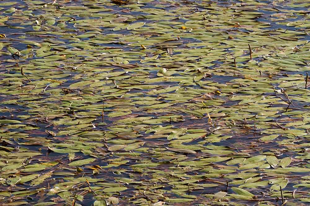 Leaves in water