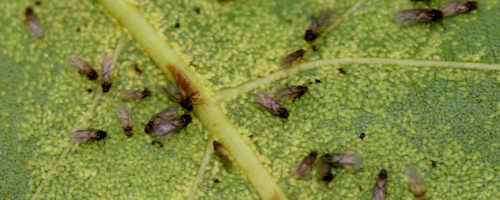 How to Identify and Control Pecan Phylloxera thumb