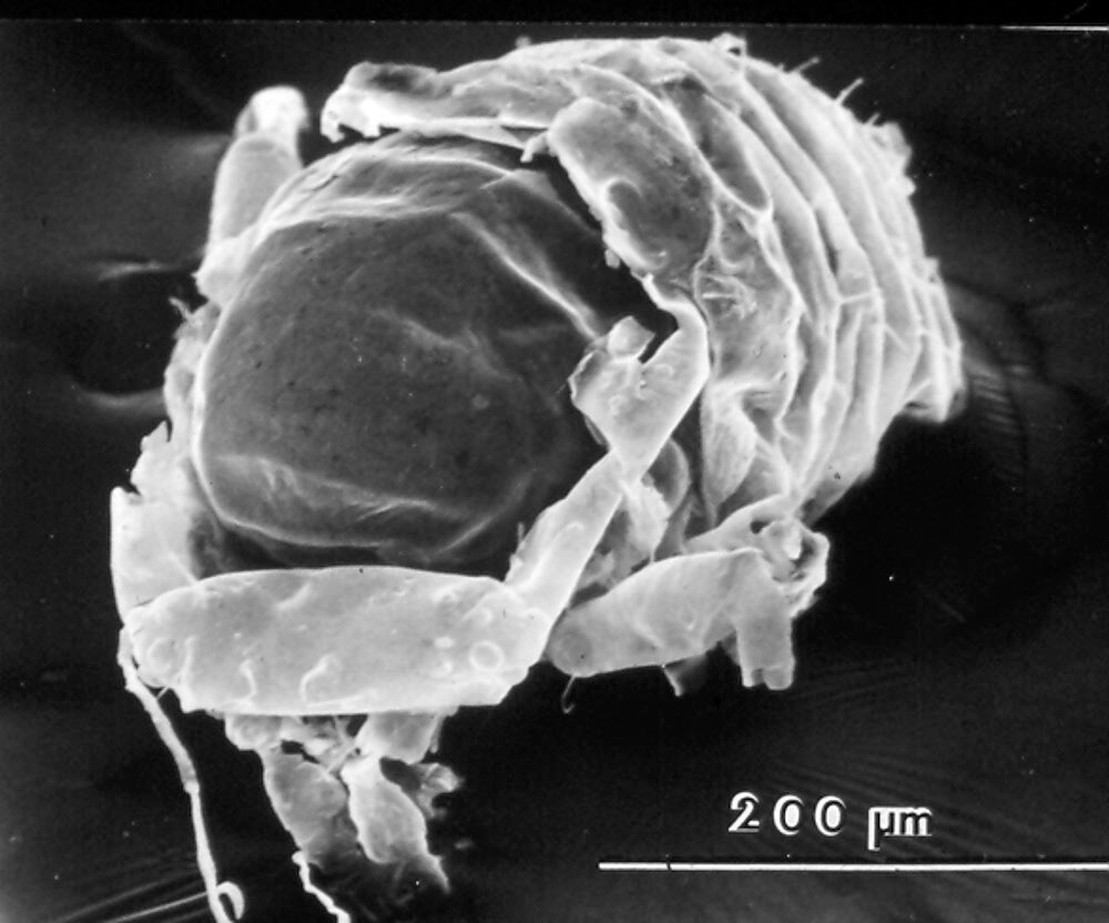 Close-up of pecan phylloxera, an insect that is protected by a gall that the tree forms around it. Once galls are formed, insect treatment must occur early the following year.