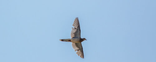 How to Manage Fields for Attracting Mourning Dove thumb