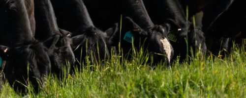 How To Optimize Spring Grazing On A Regenerative Ranch thumb