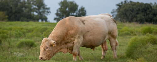 How to Properly Manage Your Bulls for a Successful Breeding Season thumb