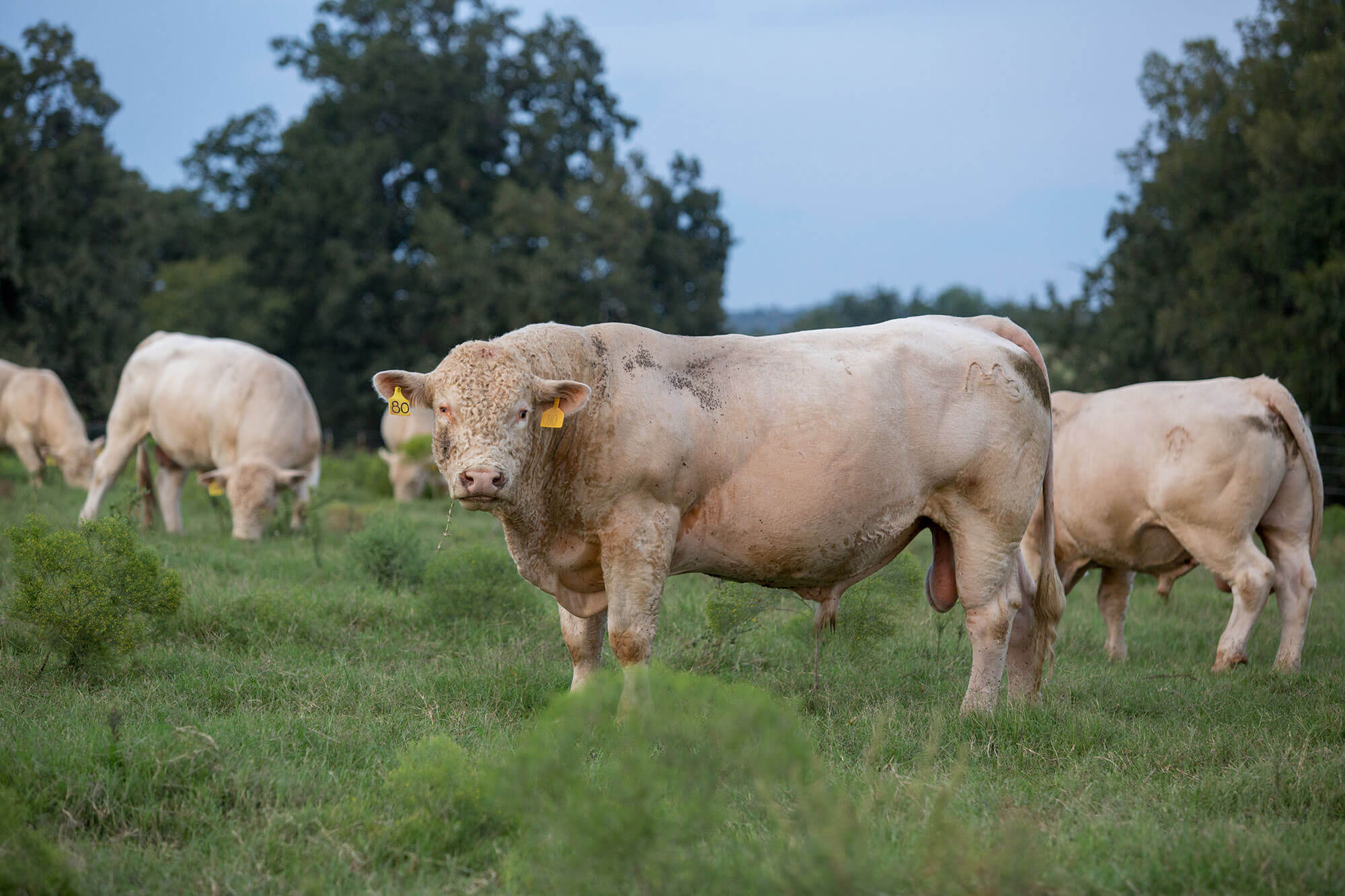 Bulls standing in the pasture