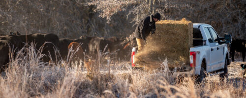 How To Use Bale Grazing and Other Hay-Feeding Strategies To Build Soil Health and Improve Forage Production on Your Regenerative Ranch thumb