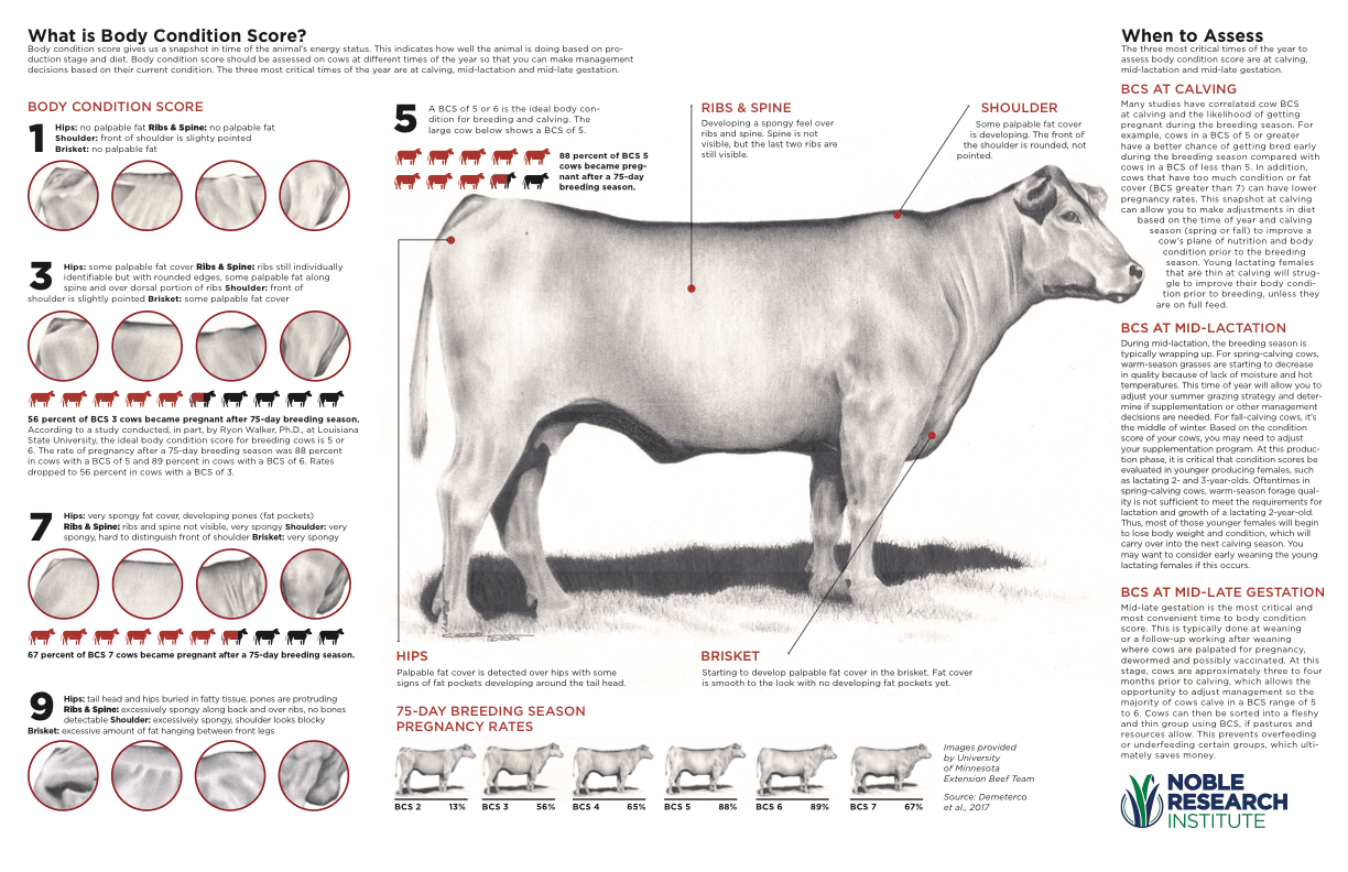 BCS infographic