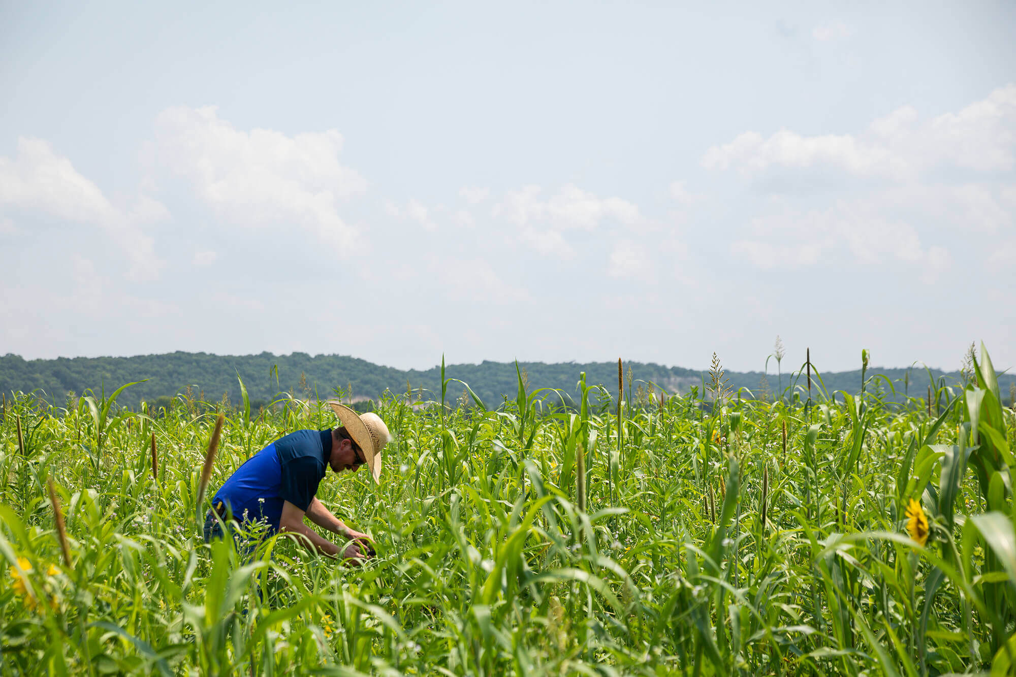 Rancher inspecting forage in a pasture