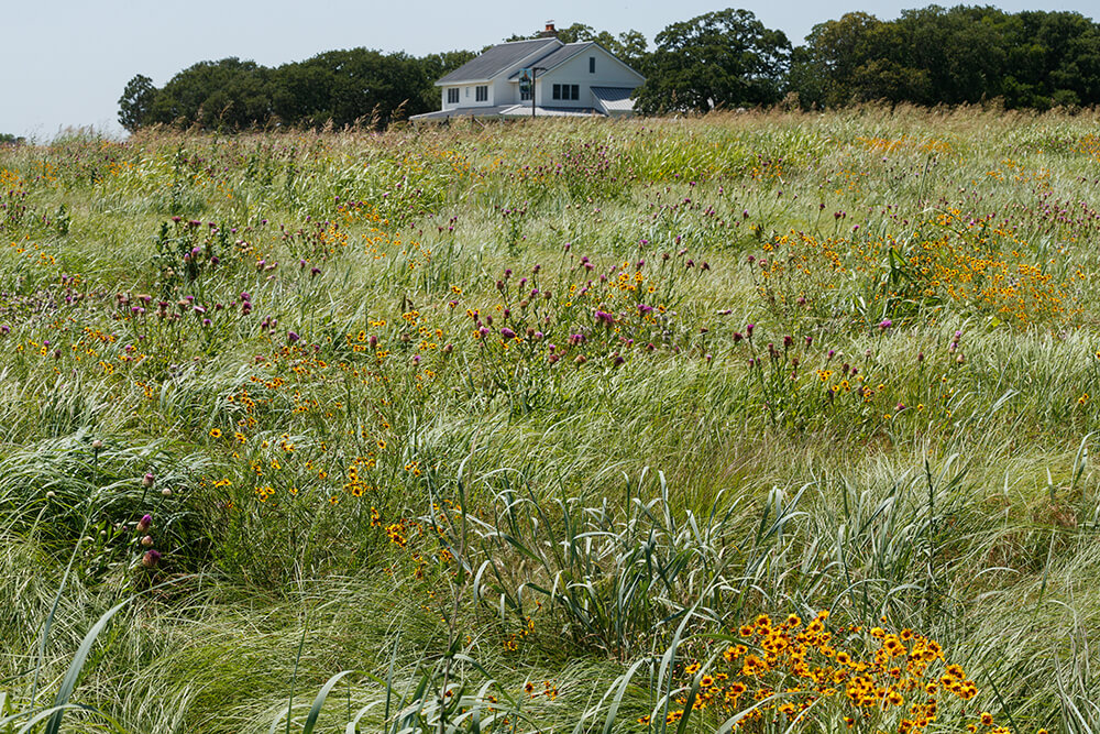 introduced grass monocultures