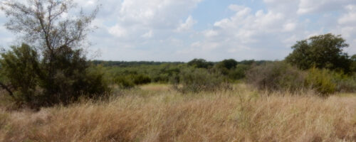 Invasive Plants Are a Threat to Agriculture thumb