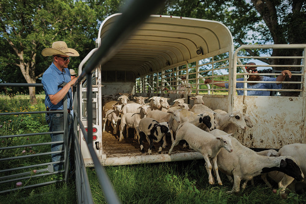 Joe Pokay moving sheep.