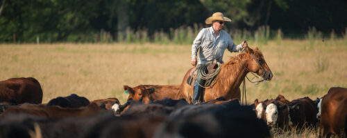 The Art of Regenerative Grazing thumb