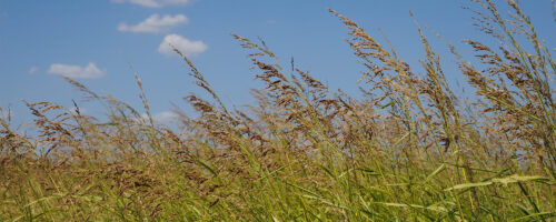 Watch cattle closely as risk of prussic acid toxicity increases during drought, after rains thumb