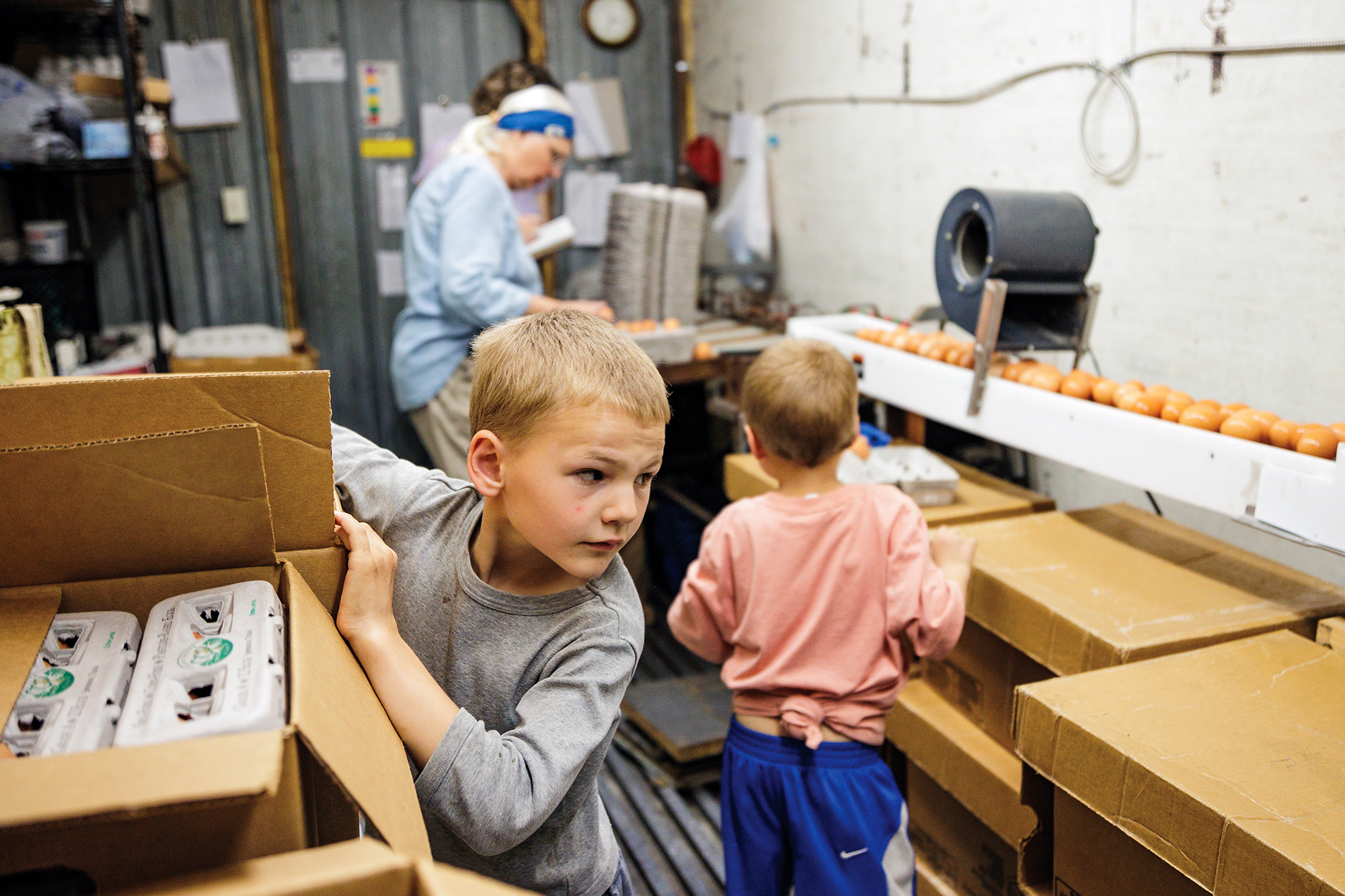 sorting pastured eggs